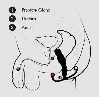 Aneros Male Sex Toys Aneros Eupho Syn Trident HandsFree Silicone Prostate Stimulator